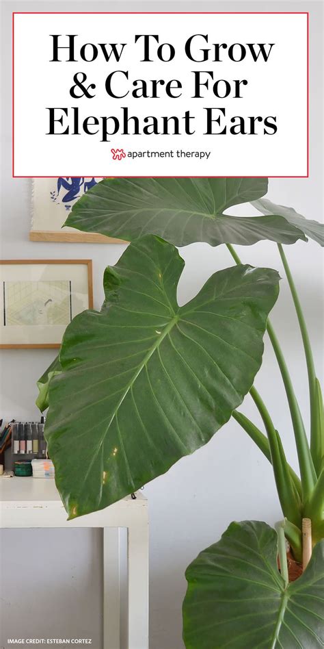 moisture meter elephant ear|elephant ear care instructions.